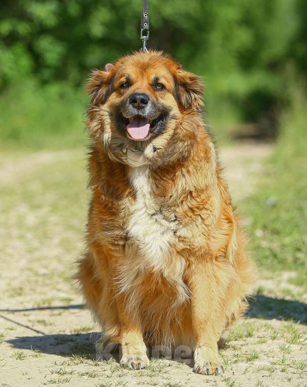 Собаки в Москве: Буран, самый харизматичный пес приюта Мальчик, Бесплатно - фото 5