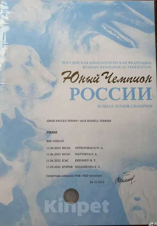 Собаки в Севастополе: Девочки и мальчики Девочка, 30 000 руб. - фото 7