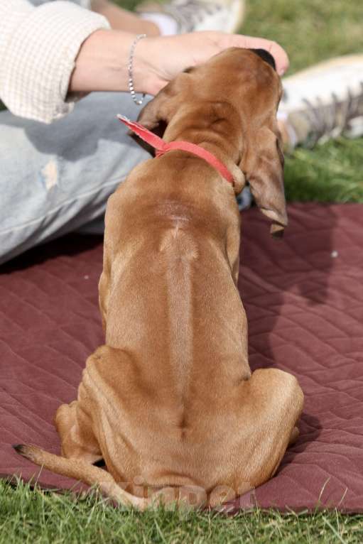 Собаки в Москве: Девочка родезийский риджбек  Девочка, Бесплатно - фото 2