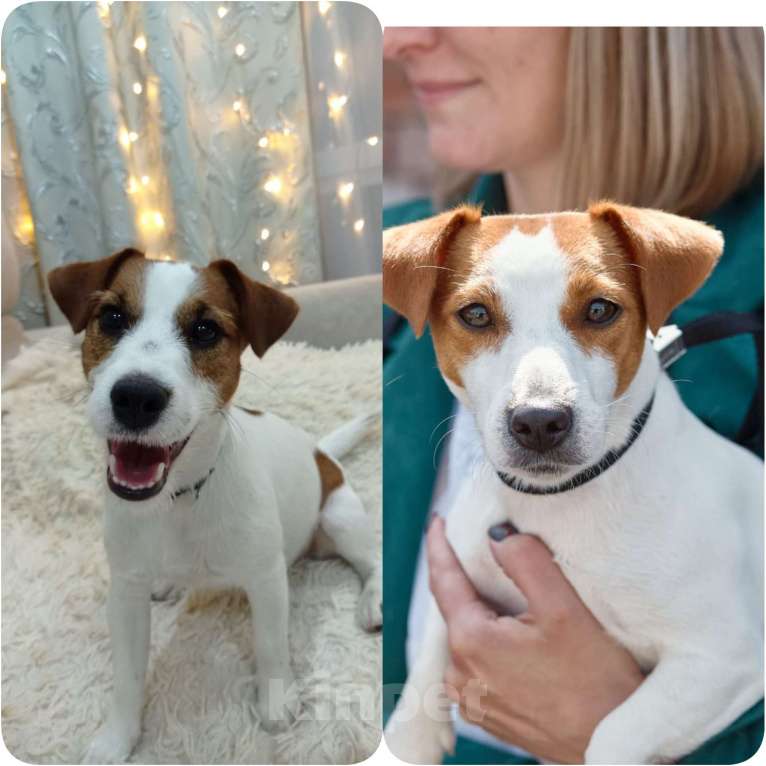 Собаки в Кемерово: Щенок Джек Рассел терьер Девочка, 30 000 руб. - фото 3