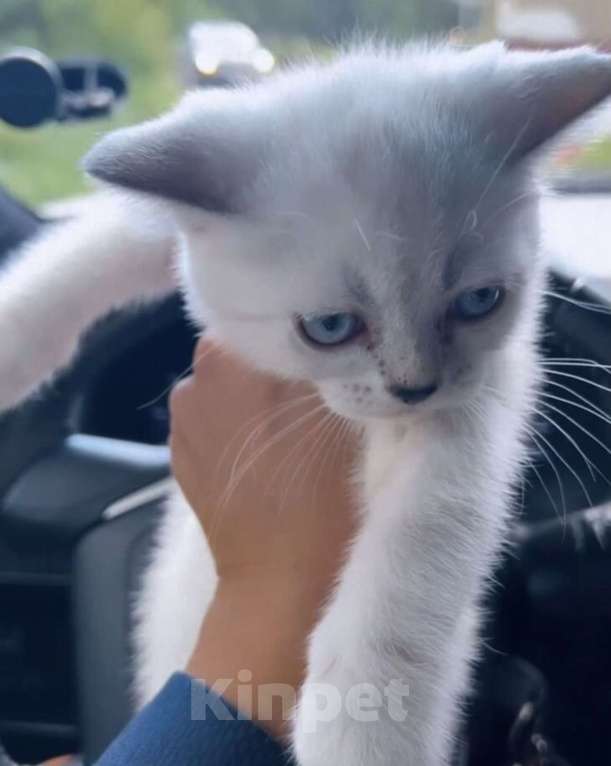 Кошки в Златоусте: Шотландский прямоухий Мальчик, 7 000 руб. - фото 10