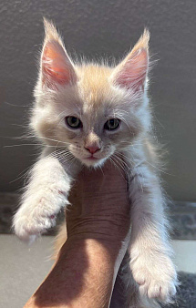 котенок мейн-кун#