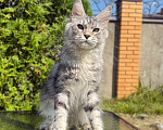 Кошки в Чехове: Мейн-кун котенок Девочка, 15 000 руб. - фото 1