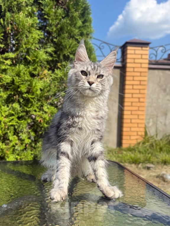 Кошки в Чехове: Мейн-кун котенок Девочка, 15 000 руб. - фото 1