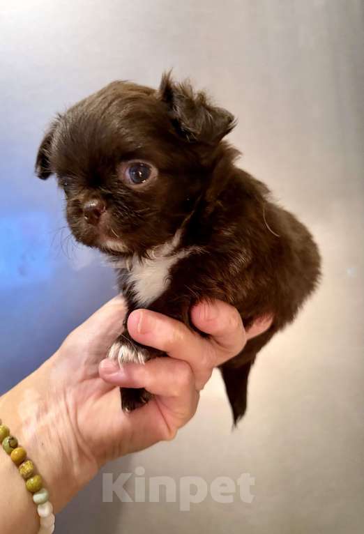 Собаки в Ростове-на-Дону: Мальчик чихуахуа Мальчик, 35 000 руб. - фото 9