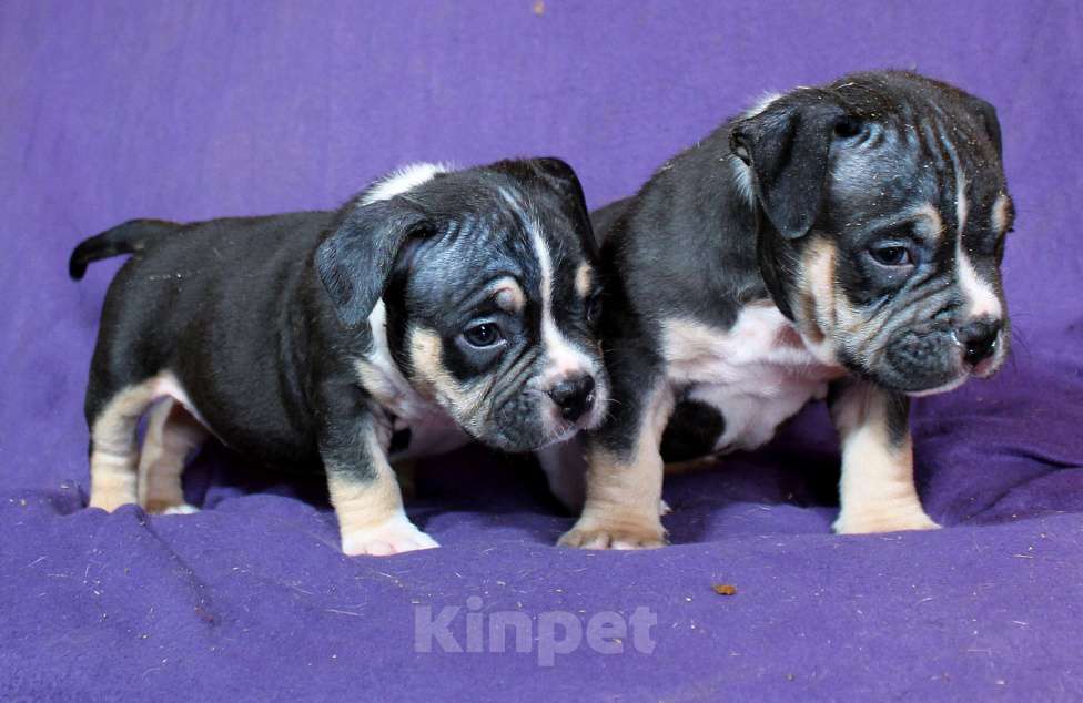 Собаки в Москве: Дети-булли Разнополые, 70 000 руб. - фото 6