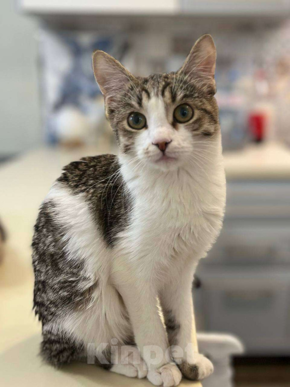 Кошки в Москве: Чудесный котенок Гатс ищет маму и папу Мальчик, Бесплатно - фото 1