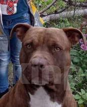 Собаки в Шахте: Питбуль девочки  Девочка, 20 000 руб. - фото 2