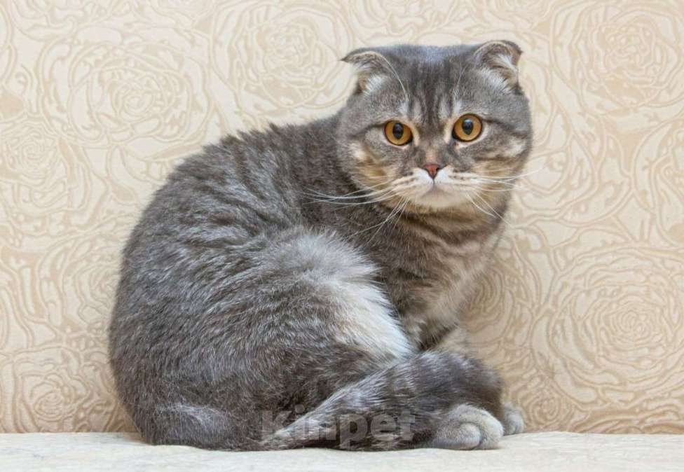 Кошки в Москве: Шотландский кот Зайка в добрые руки Мальчик, Бесплатно - фото 2