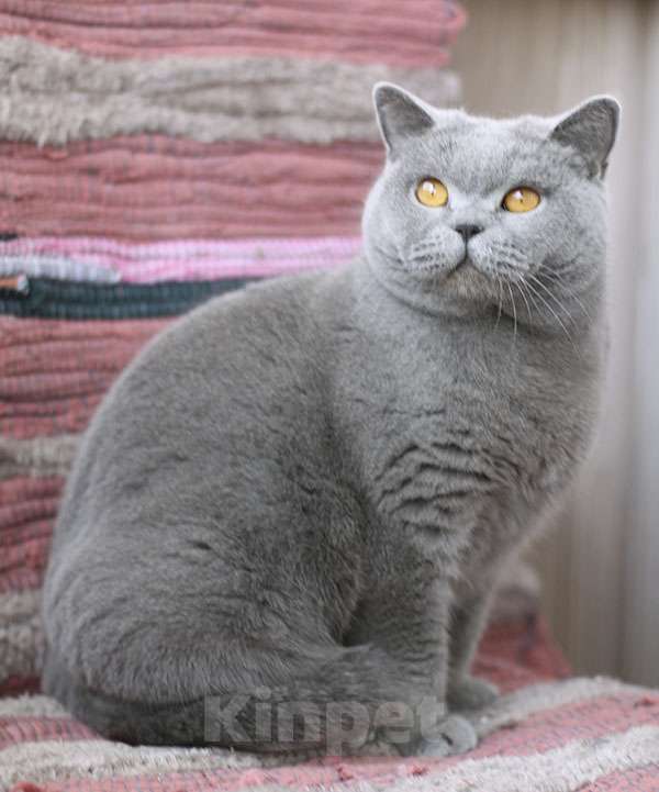 Кошки в Москве: Британская короткошерстная кошка, очень добрая. Девочка, 30 000 руб. - фото 2