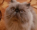 Кошки в Майкопе: Вязка, Бесплатно - фото 2