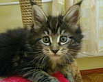 Кошки в Арзамасе: Мейн-кун, 12 000 руб. - фото 7