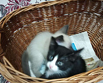 Кошки в Карачеве: Котята, 500 руб. - фото 3