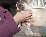 Кошки в Нижнем Новгороде: Котята в добрые руки Мальчик, Бесплатно - фото 6