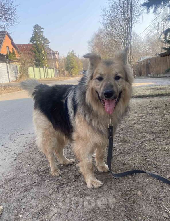 Собаки в Москве: Мишаня ищет дом! Мальчик, Бесплатно - фото 2