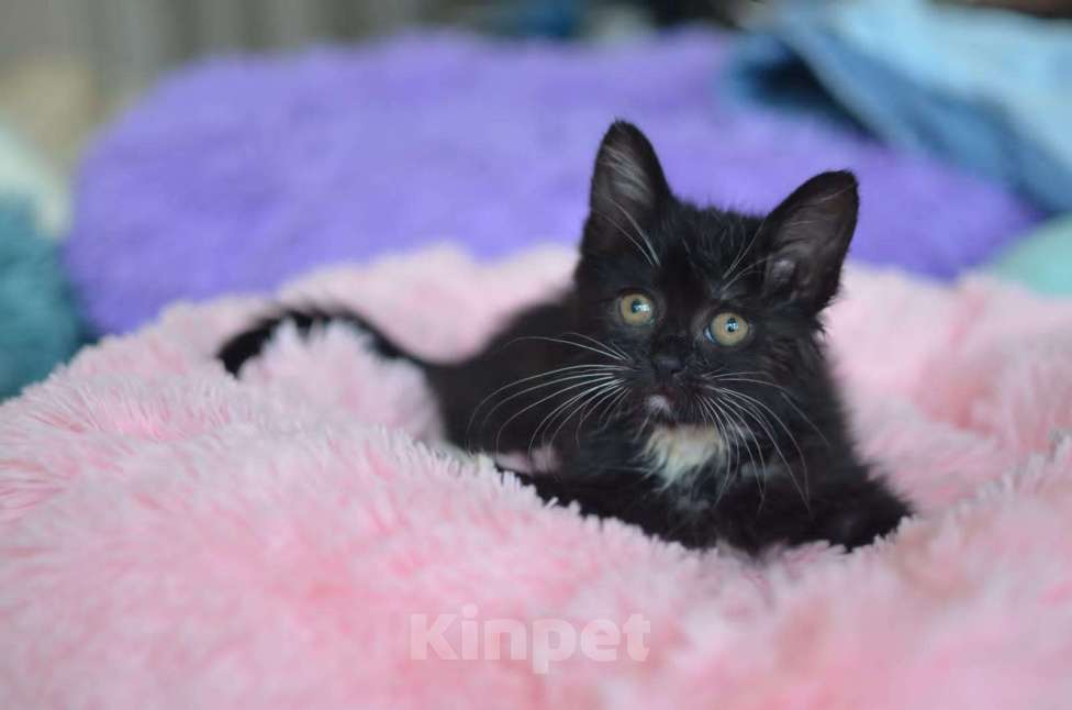 Кошки в Москве: Крохотный Бася ищет семью Мальчик, Бесплатно - фото 4