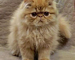 Кошки в Сургуте: Котёнок Персидский, рыжий, 3 месяца. Мальчик, 45 000 руб. - фото 3
