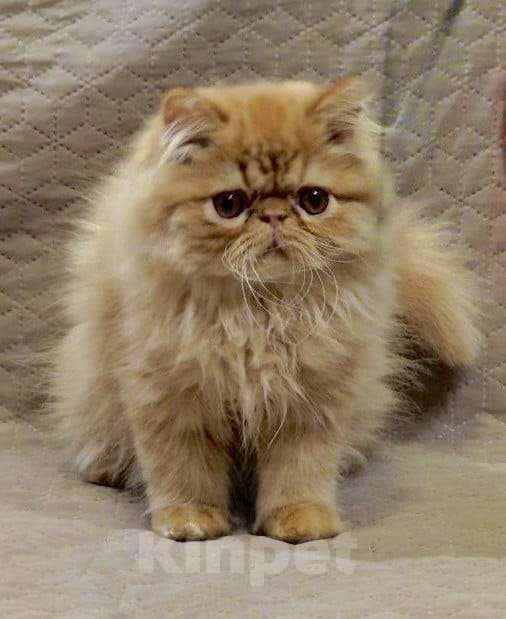 Кошки в Сургуте: Котёнок Персидский, рыжий, 3 месяца. Мальчик, 45 000 руб. - фото 3