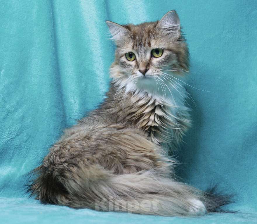 Кошки в Москве: Пусть мама увидит пусть мама придет  Девочка, Бесплатно - фото 6