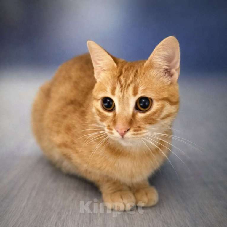 Кошки в Москве: Шикарный юный котик Янтарь в добрые руки Мальчик, Бесплатно - фото 3