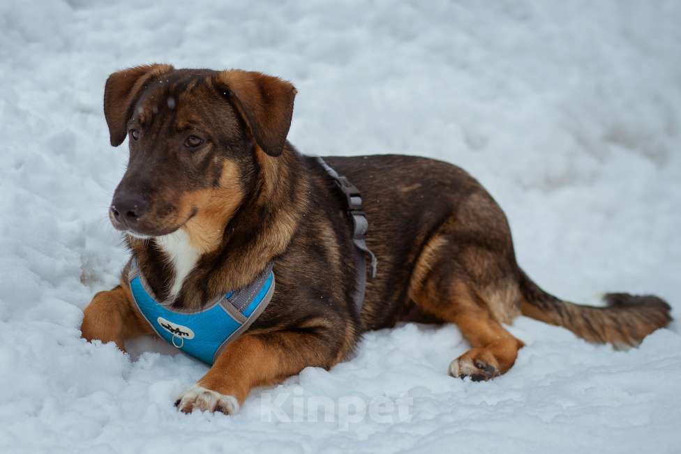 Собаки в Москве: щенок Боб в добрые руки Мальчик, Бесплатно - фото 7