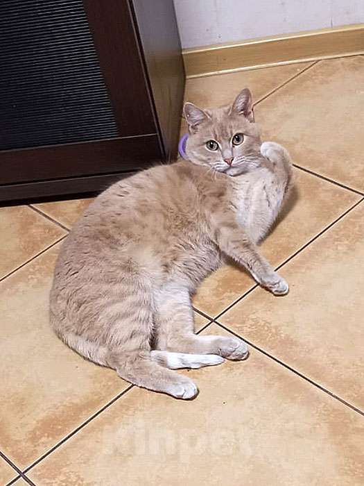 Кошки в Москве: Ищет дом кот Персик — ласковый, спокойный, домашний Мальчик, 10 руб. - фото 8