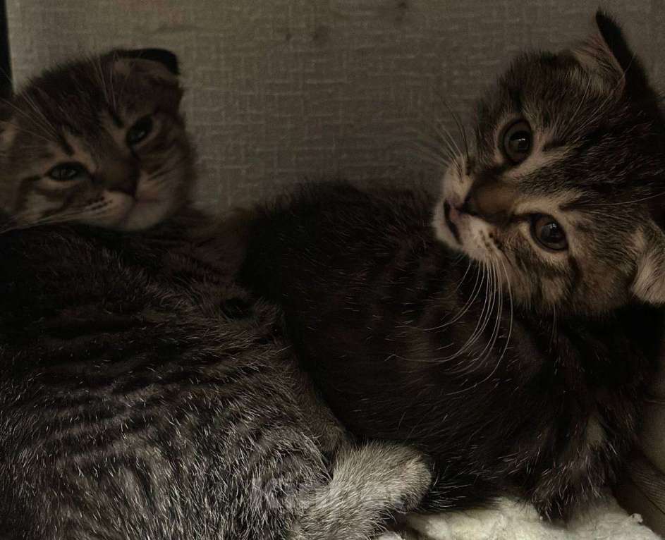 Кошки в Москве: Шотландские котята  Мальчик, 10 000 руб. - фото 2