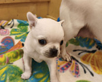 Собаки в Видном: Белоснежка Чихуахуа Девочка, 35 000 руб. - фото 2