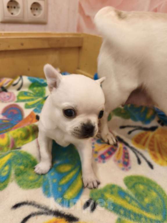 Собаки в Видном: Белоснежка Чихуахуа Девочка, 35 000 руб. - фото 2