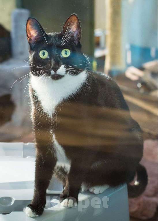 Кошки в Москве: Черная кошечка Клякса мечтает о доме! Семья, ну где же вы? Девочка, Бесплатно - фото 3