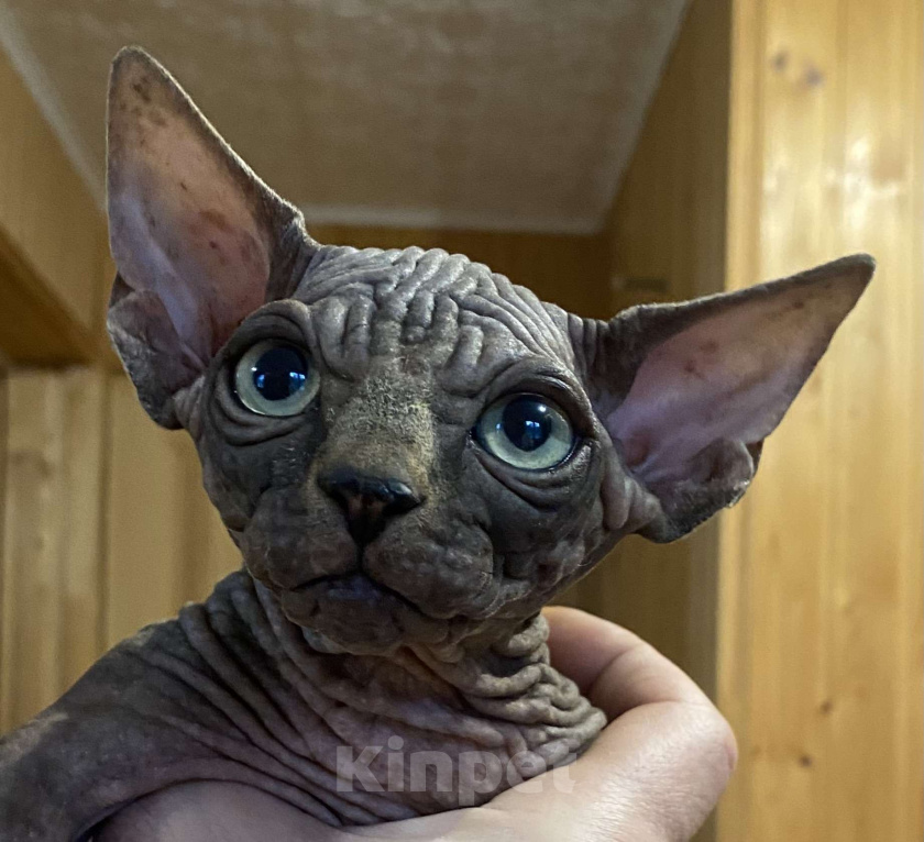 Кошки в Москве: Невероятной харизматичности мальчишка Мальчик, 55 000 руб. - фото 5