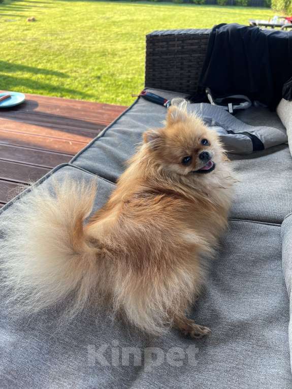 Собаки в других городах Московской области: Потерялся шпиц ! Помогите 🆘  Девочка, 10 000 руб. - фото 6