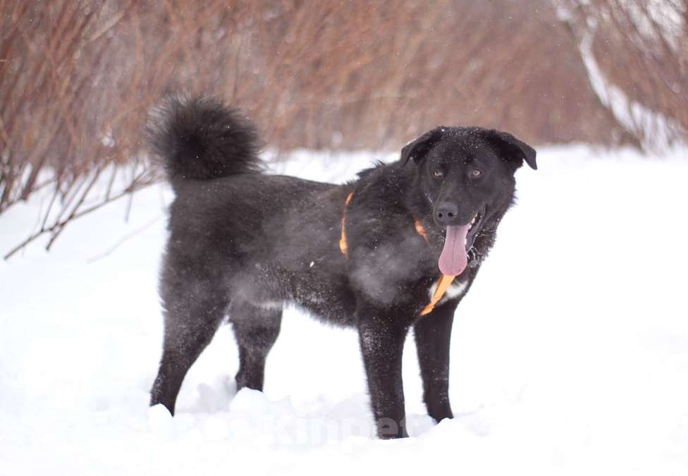 Собаки в Москве: Обаятельный Оникс в добрые руки Мальчик, Бесплатно - фото 3