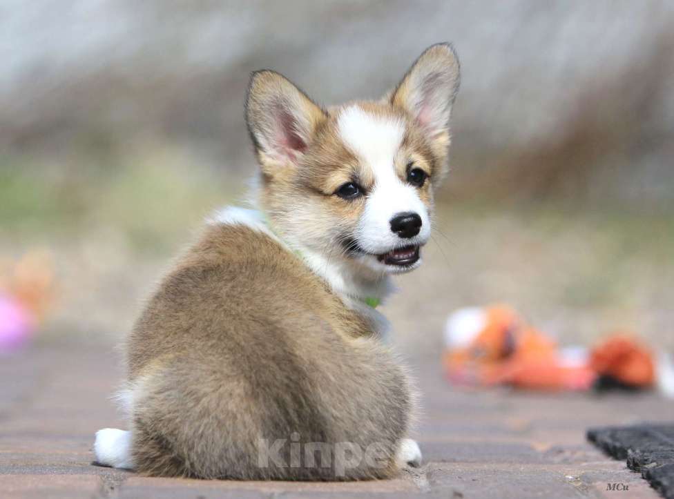 Собаки в Раменском: Девочка Вельш корги пемброк  Девочка, 75 000 руб. - фото 4