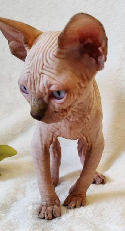 Кошки в Москве: Породный котёнок канадского сфинкса Мальчик, 40 000 руб. - фото 5
