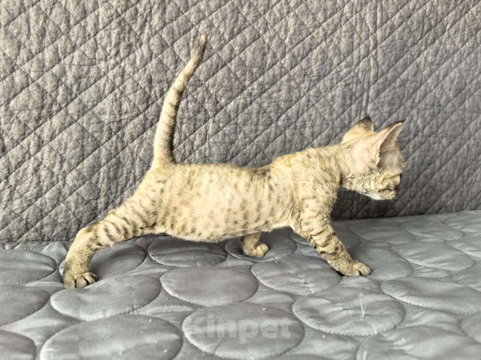 Кошки в Москве: Табированная девочка Девочка, Бесплатно - фото 2