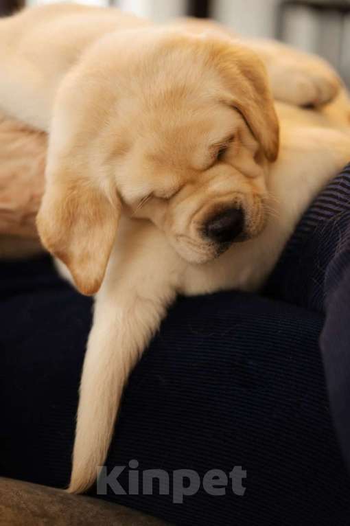 Собаки в Санкт-Петербурге: IRISLAV YEAR WINNER Мальчик, 200 000 руб. - фото 3