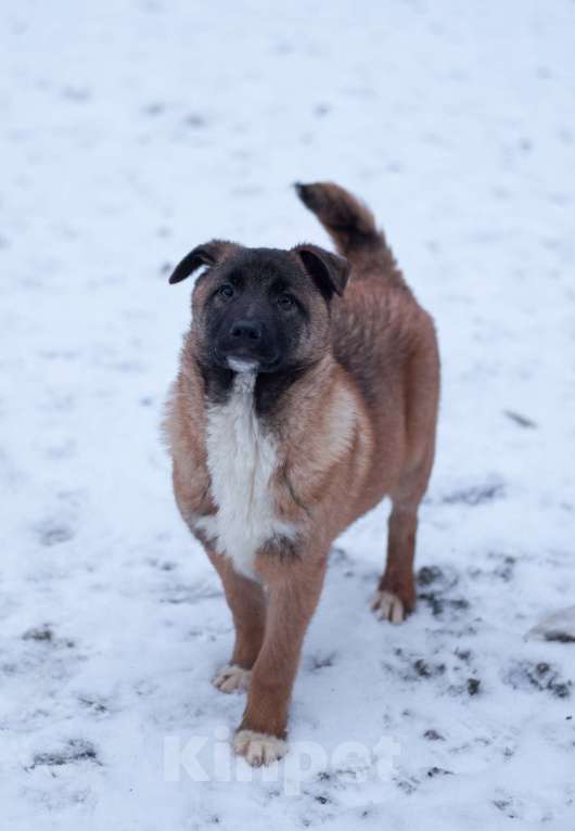 Собаки в Ногинске: Сыночка корзиночка с умнейшими задатками малинуа, харизмой бульдога, отважностью пантеры! Мальчик, Бесплатно - фото 3