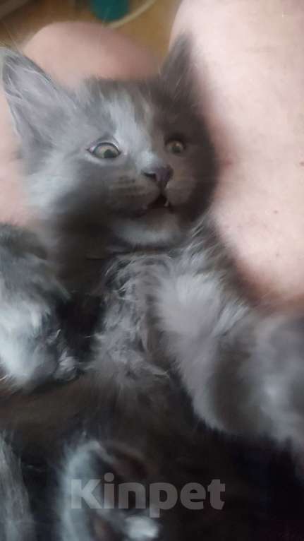 Кошки в Москве: Пушистый котик нибелунг Мальчик, Бесплатно - фото 1