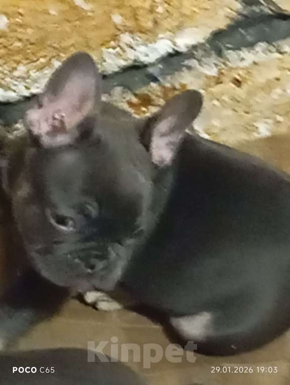 Собаки в других городах Челябинской области: Брутальный мальчик французского бульдога Атос рожден24.11.25 готов к переезду. Мальчик, Бесплатно - фото 2