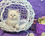 Кошки в Москве: Котенок девочка породы Невская Маскарадная Астерия Девочка, Бесплатно - фото 2