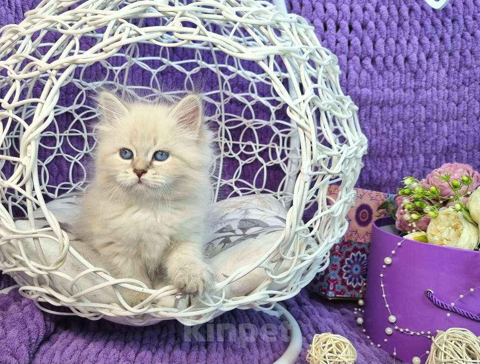 Кошки в Москве: Котенок девочка породы Невская Маскарадная Астерия Девочка, 33 000 руб. - фото 2