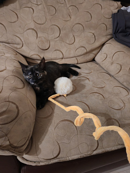 Котенок в добрые руки