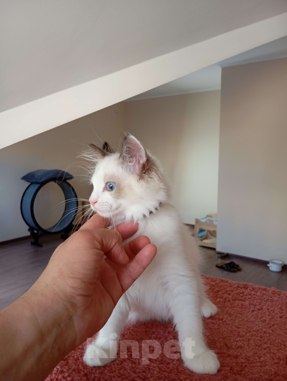 Кошки в Москве: Mikelangelo SergioMagicHouse Мальчик, 50 000 руб. - фото 3