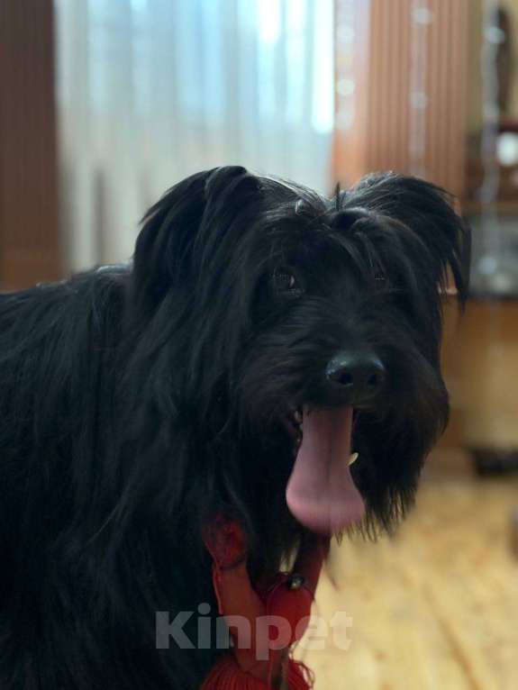 Собаки в Москве: Небольшой метис шнауцера в добрые руки Мальчик, Бесплатно - фото 3