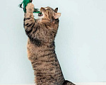 Кошки в Москве: Крупная британская кошка Муза в добрые руки Девочка, 1 руб. - фото 4