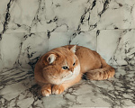 Кошки в Москве: Котик британский золотой шиншиллы Мальчик, 30 000 руб. - фото 2