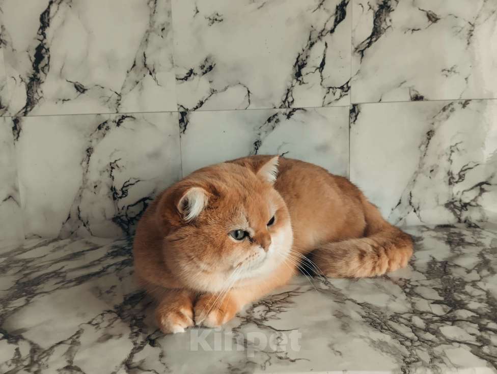 Кошки в Москве: Котик британский золотой шиншиллы Мальчик, 30 000 руб. - фото 2