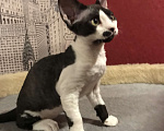 Кошки в Москве: Котята Девон рекс от титулованных родителей Мальчик, 50 000 руб. - фото 3