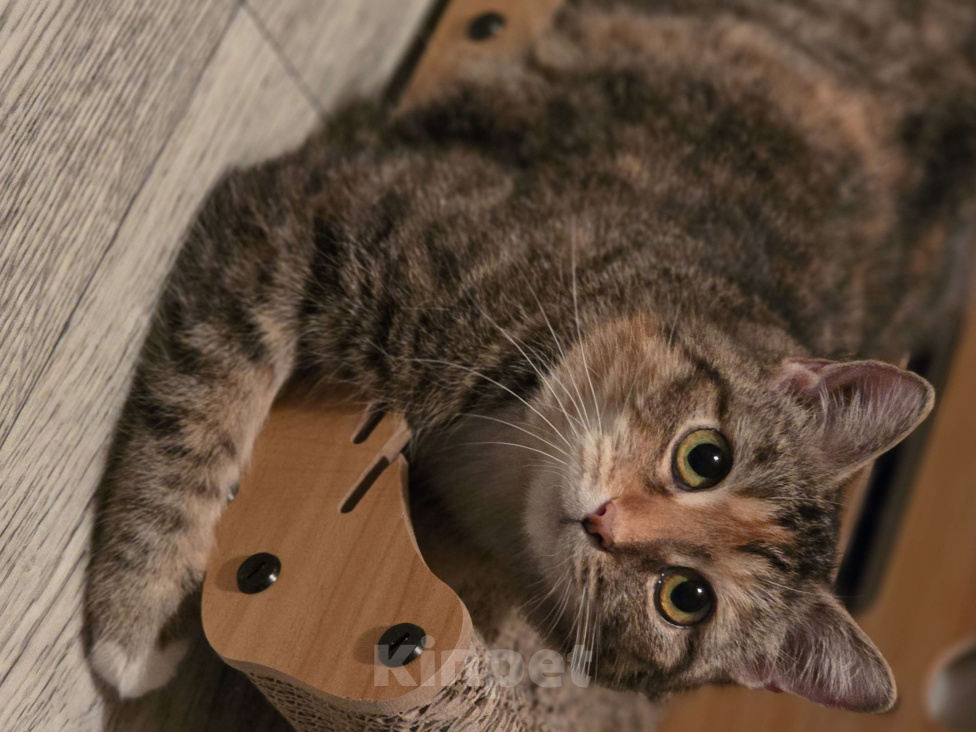 Кошки в Москве: Наиласковейшая девочка Муля ждёт семью Девочка, Бесплатно - фото 5